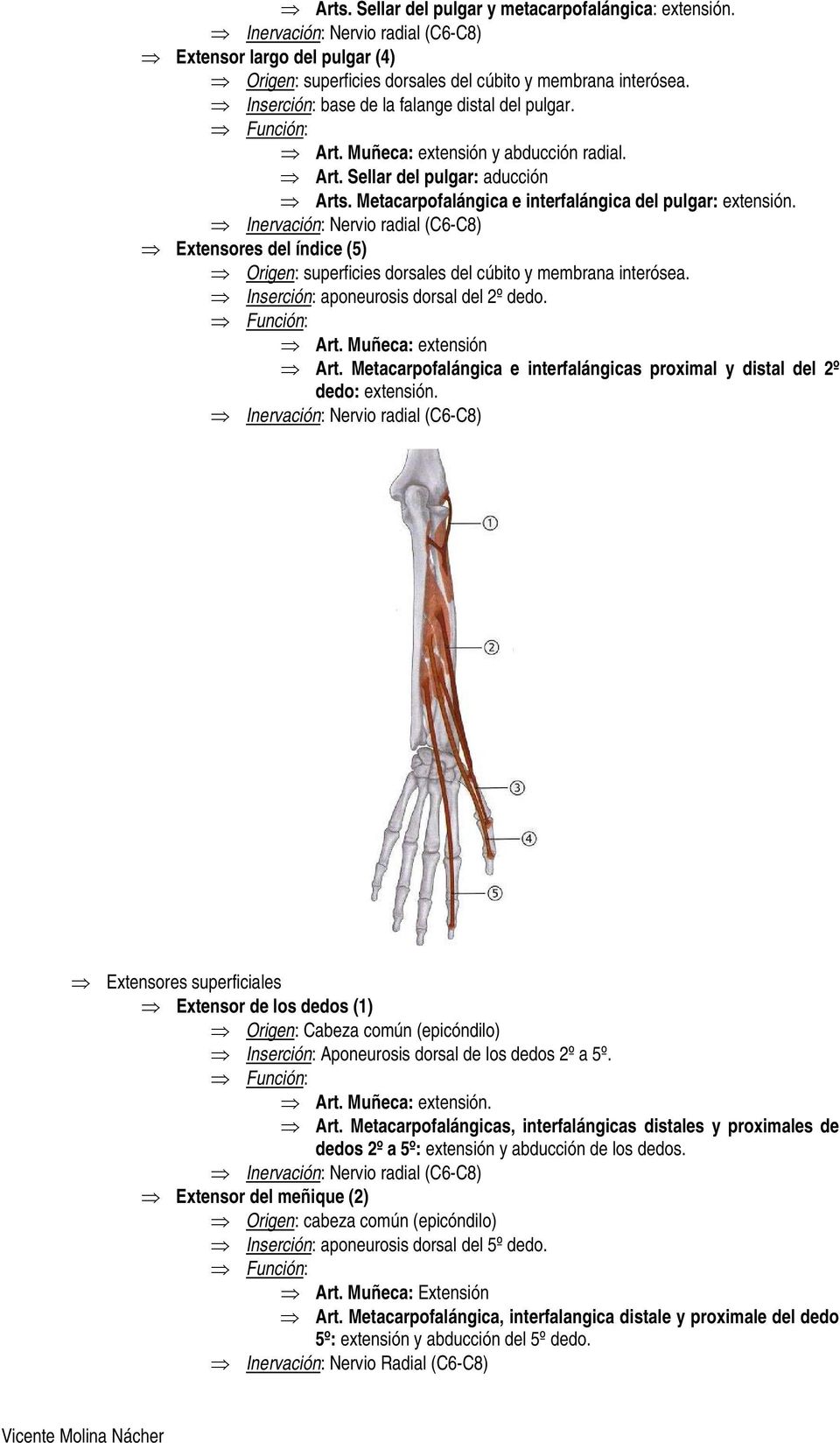 Inervación: Nervio radial (C6-C8) Extensores del índice (5) superficies dorsales del cúbito y membrana interósea. Inserción: aponeurosis dorsal del 2º dedo. Art. Muñeca: extensión Art.