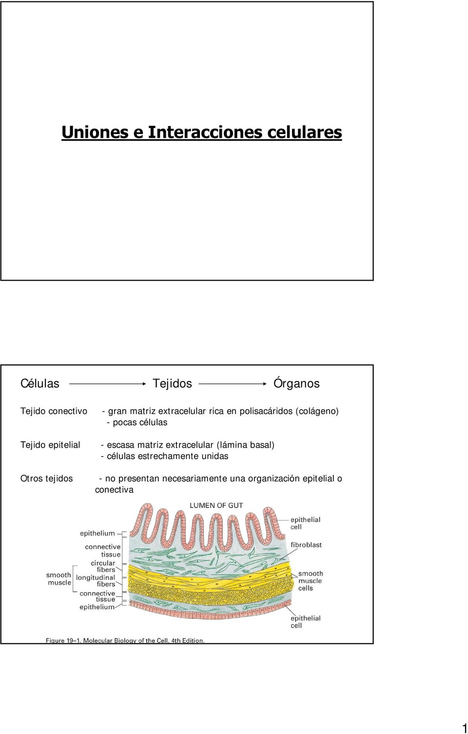 (colágeno) -pocas células - escasa matriz extracelular (lámina basal) - células