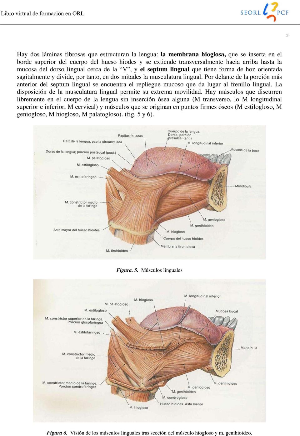 lingual. Por delante de la porción más anterior del septum lingual se encuentra el repliegue mucoso que da lugar al frenillo lingual.