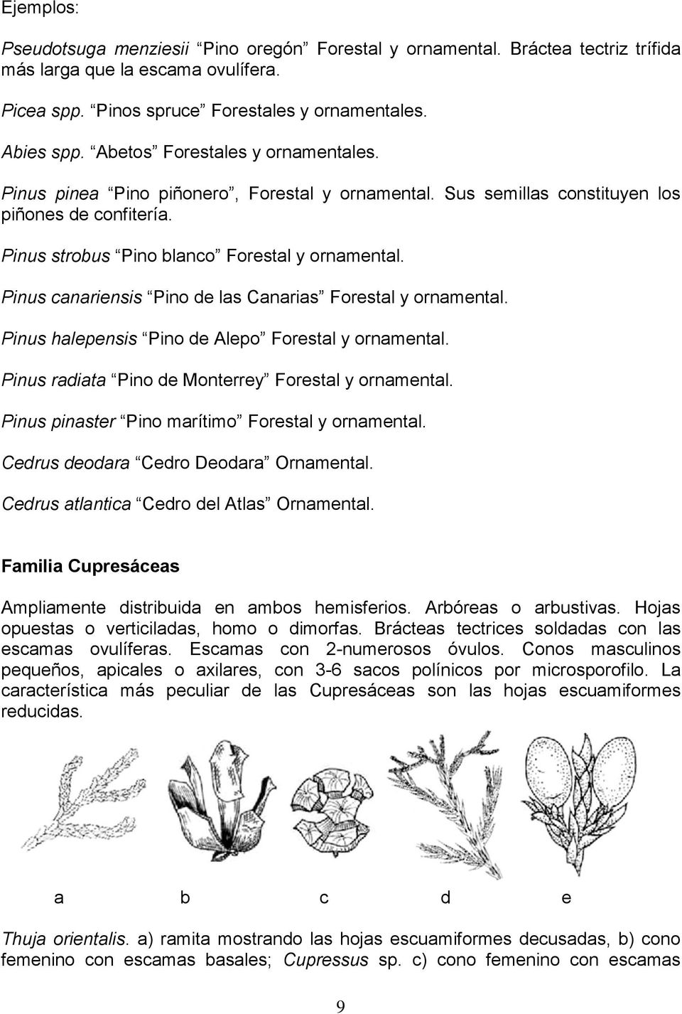 Pinus canariensis Pino de las Canarias Forestal y ornamental. Pinus halepensis Pino de Alepo Forestal y ornamental. Pinus radiata Pino de Monterrey Forestal y ornamental.