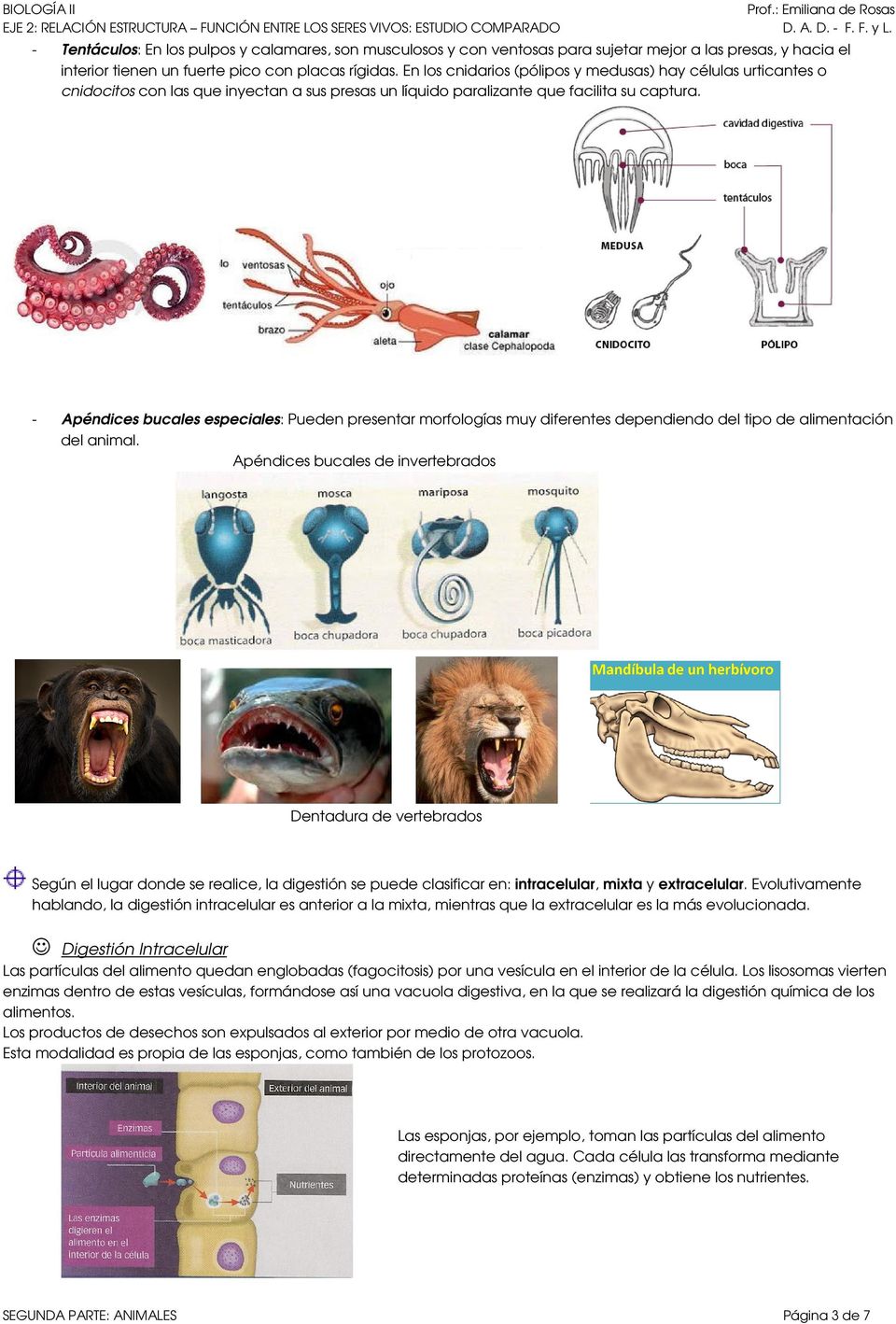 - Apéndices bucales especiales: Pueden presentar morfologías muy diferentes dependiendo del tipo de alimentación del animal.