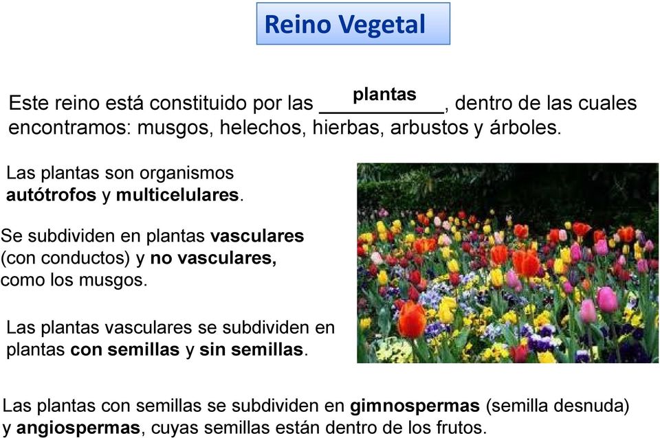 Se subdividen en plantas vasculares (con conductos) y no vasculares, como los musgos.
