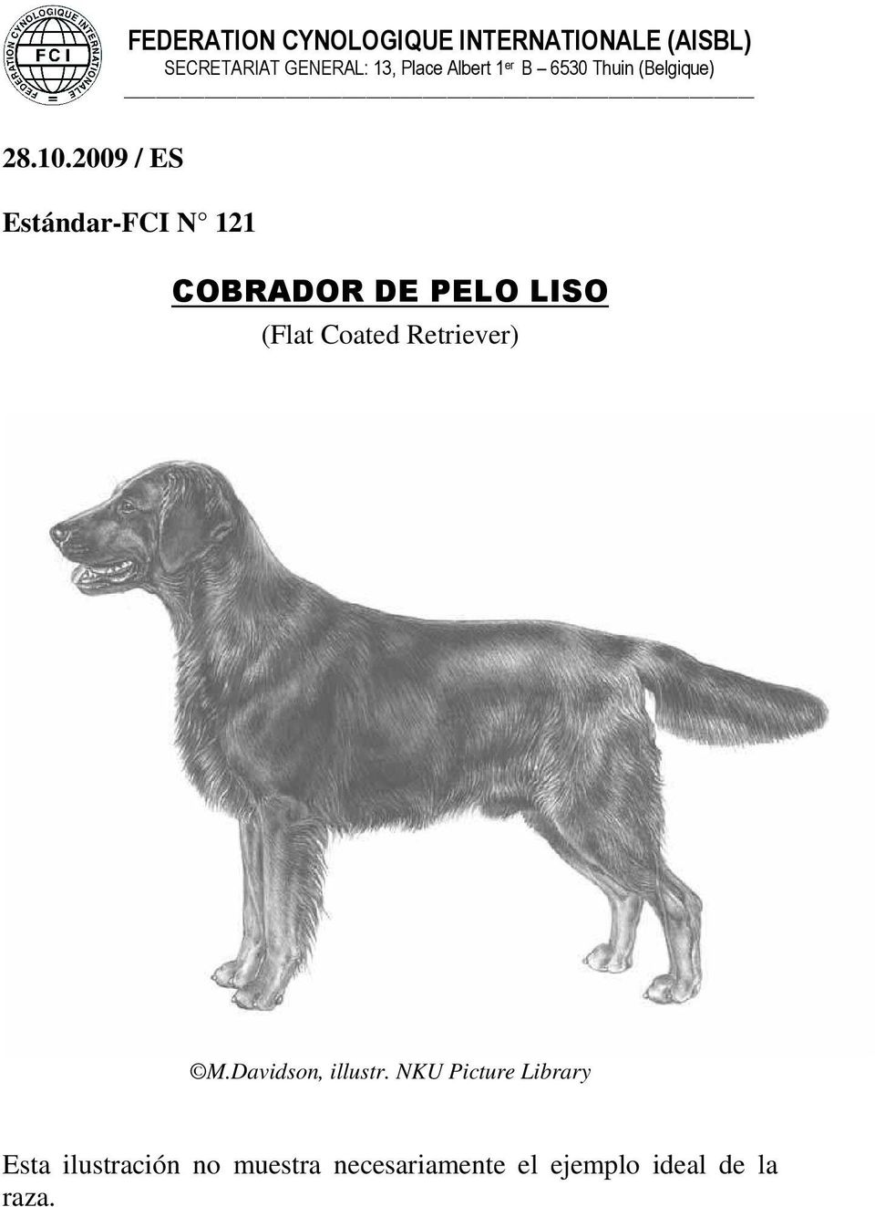 2009 / ES Estándar-FCI N 121 COBRADOR DE PELO LISO (Flat Coated Retriever) M.