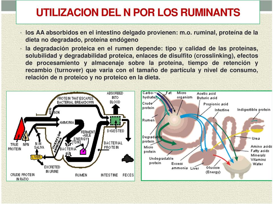 bidos en el intestino delgado provienen: m.o. ruminal, proteína de la dieta no degradado, proteína endógeno la degradación