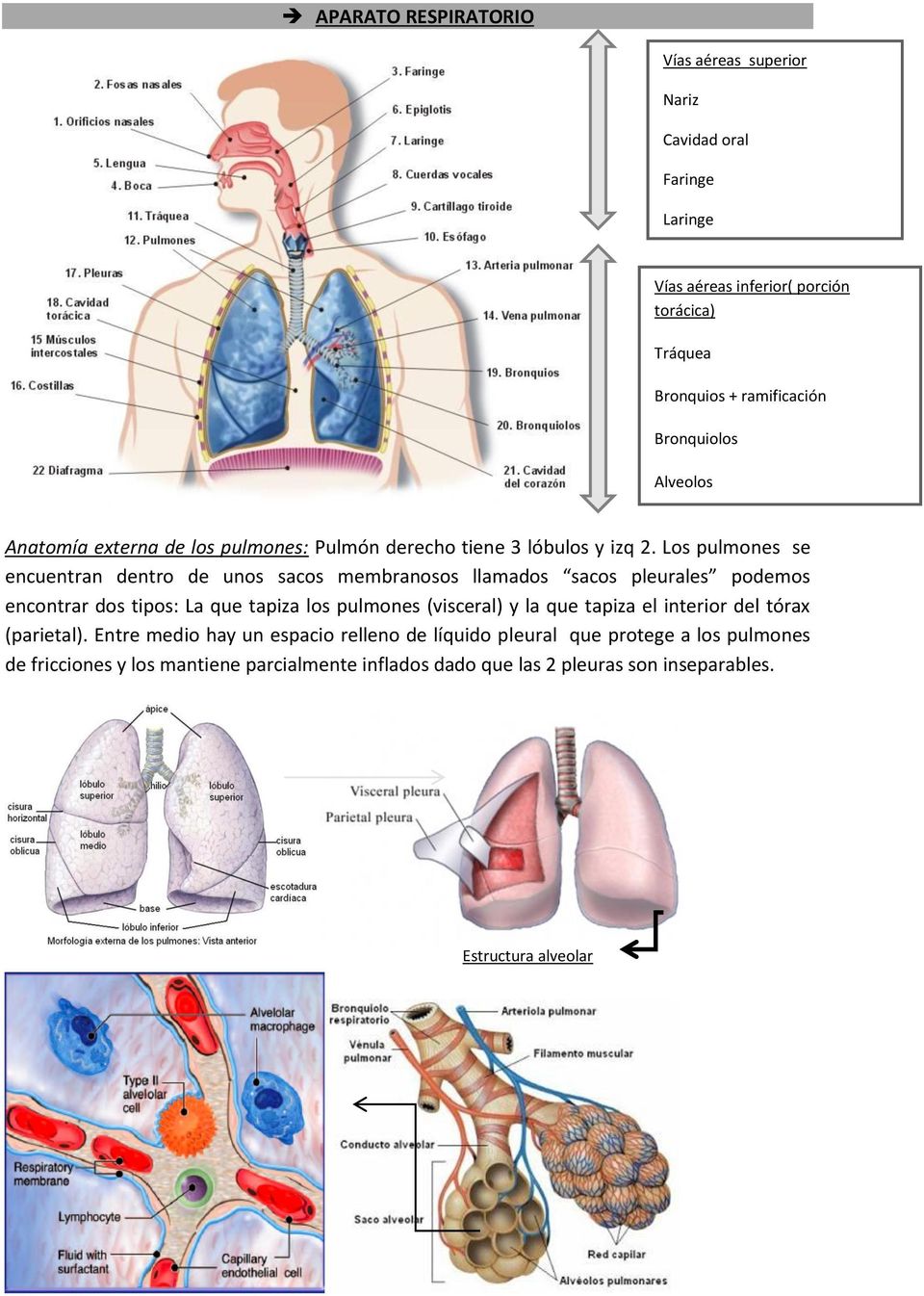 Los pulmones se encuentran dentro de unos sacos membranosos llamados sacos pleurales podemos encontrar dos tipos: La que tapiza los pulmones (visceral) y la