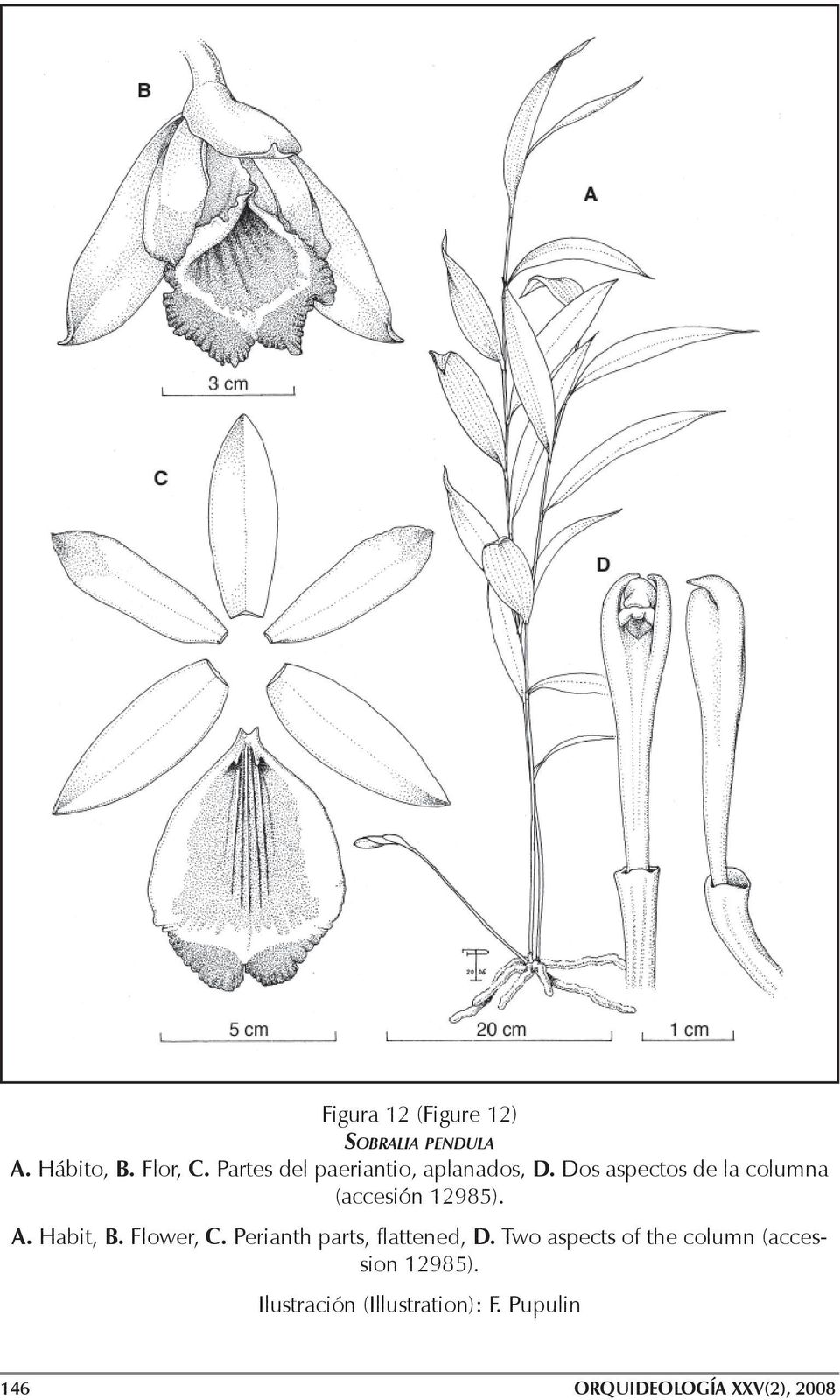 Dos aspectos de la columna (accesión 12985). A. Habit, B. Flower, C.