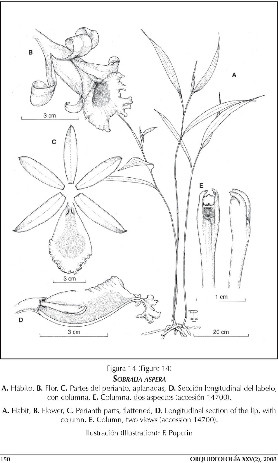 Habit, B. Flower, C. Perianth parts, flattened, D. Longitudinal section of the lip, with column. E.