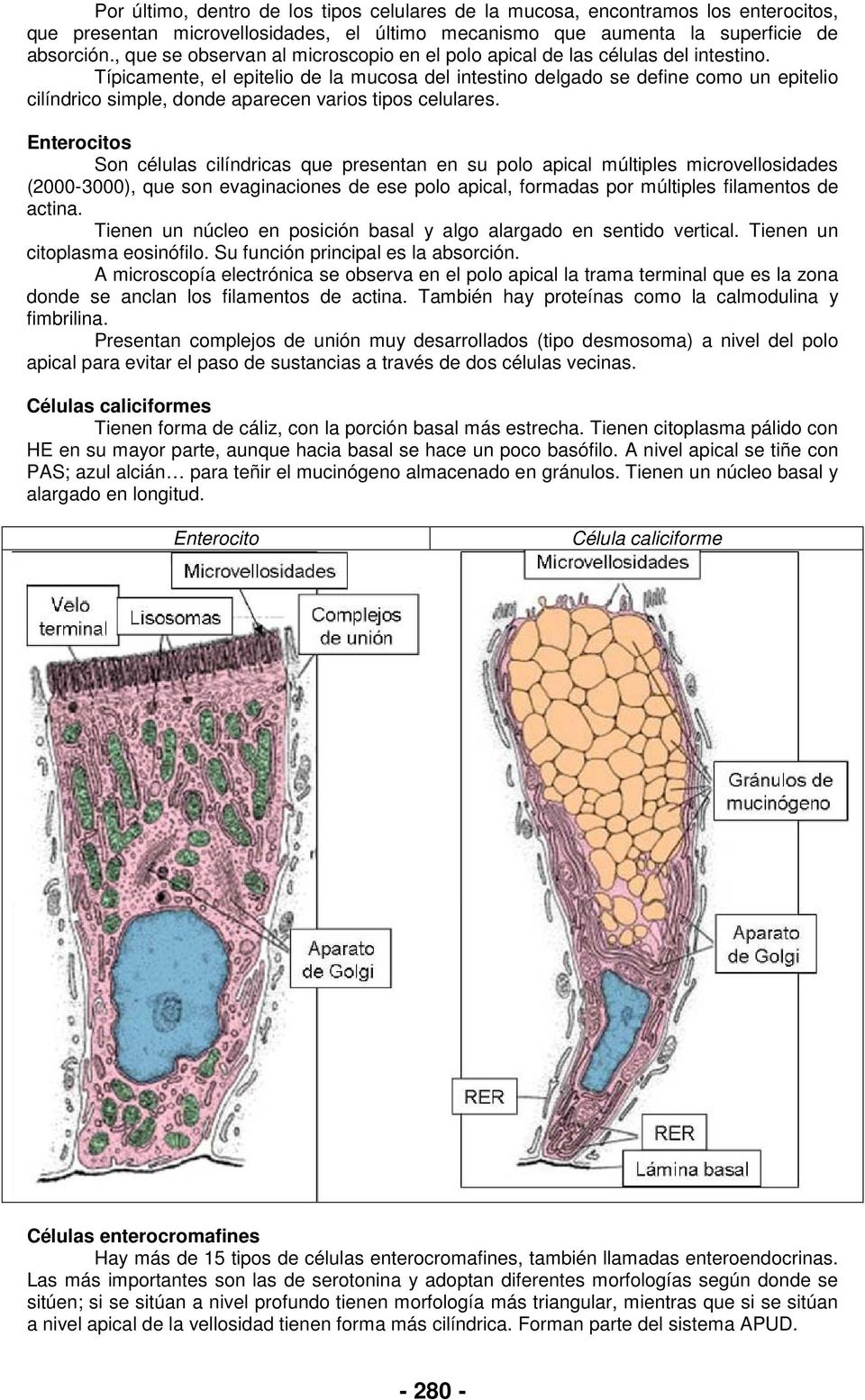 Típicamente, el epitelio de la mucosa del intestino delgado se define como un epitelio cilíndrico simple, donde aparecen varios tipos celulares.