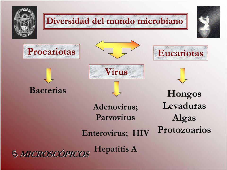 MICROSCÓPICOS Adenovirus; Parvovirus
