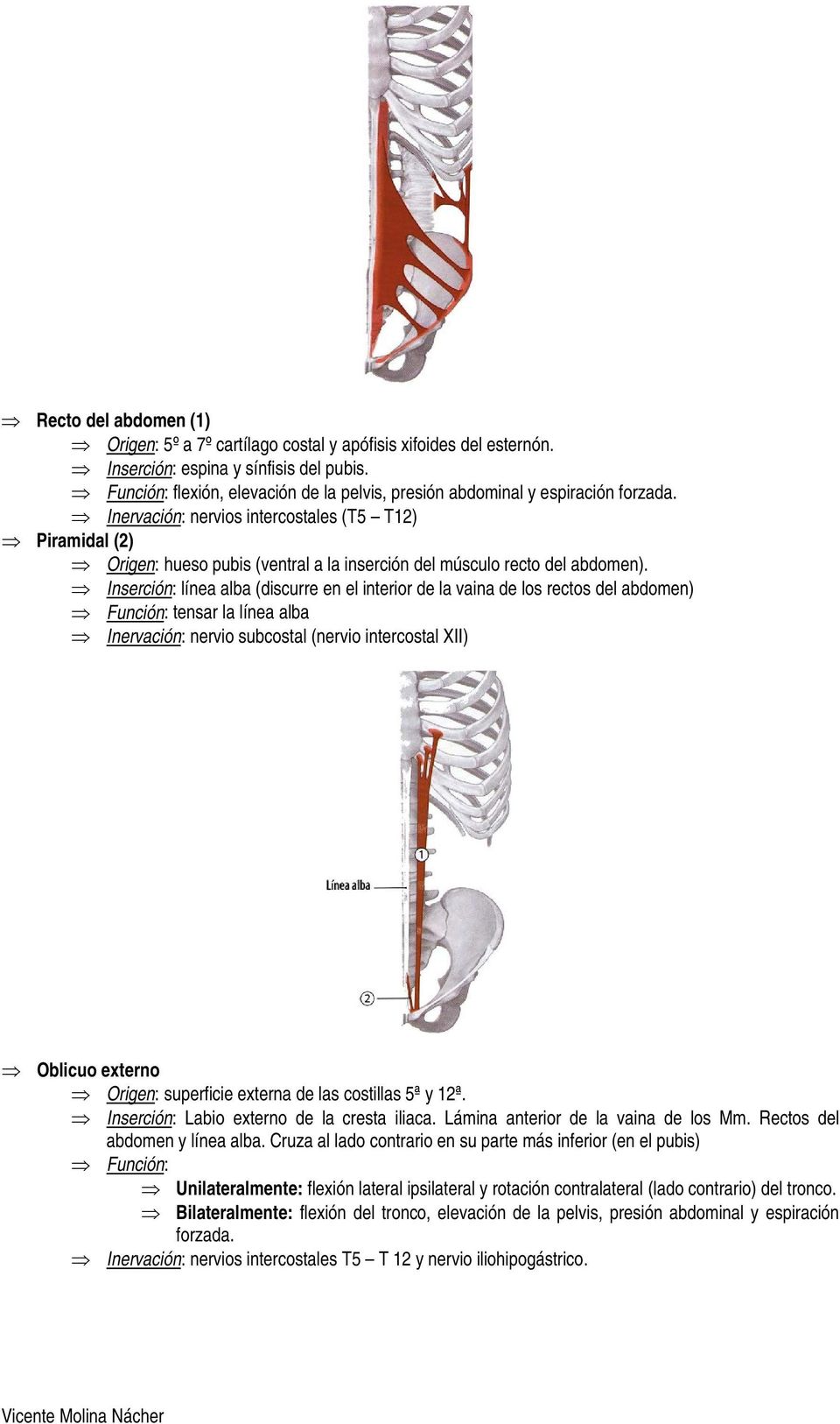 Inervación: nervios intercostales (T5 T12) Piramidal (2) Origen: hueso pubis (ventral a la inserción del músculo recto del abdomen).
