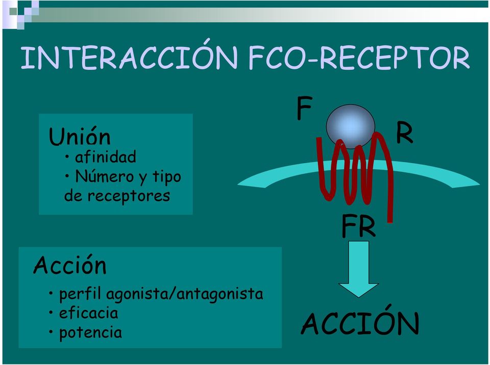 receptores R FR Acción perfil
