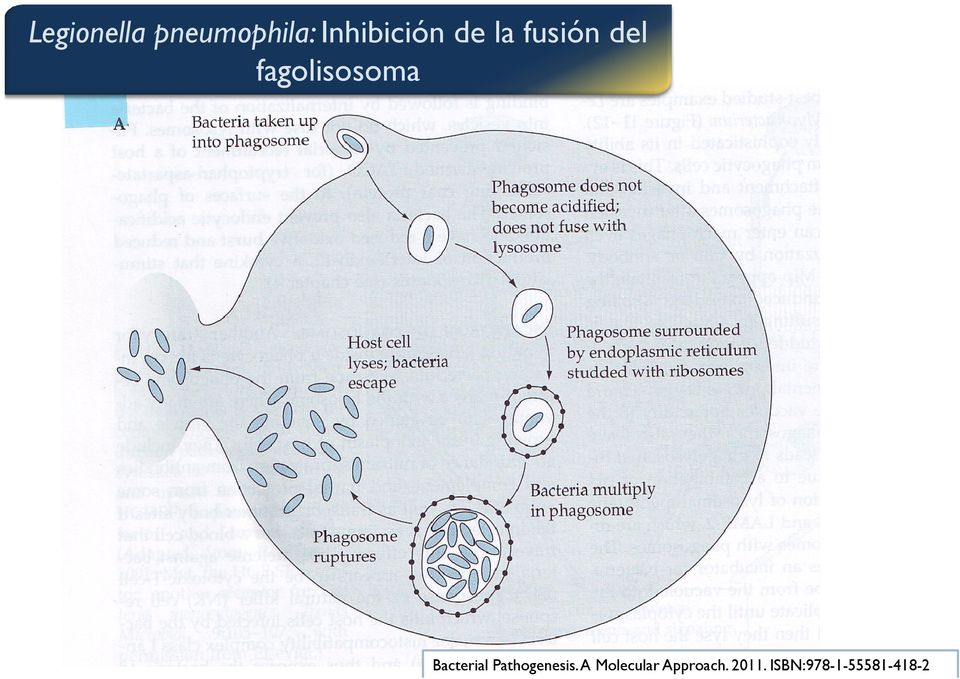 Bacterial Pathogenesis.