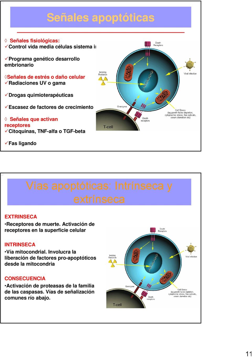 apoptóticas: Intrínseca y extrínseca EXTRINSECA Receptores de muerte. Activación de receptores en la superficie celular INTRINSECA Vía mitocondrial.