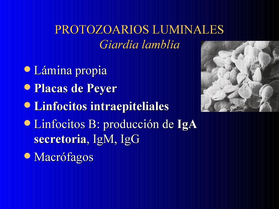 Linfocitos intraepiteliales Linfocitos