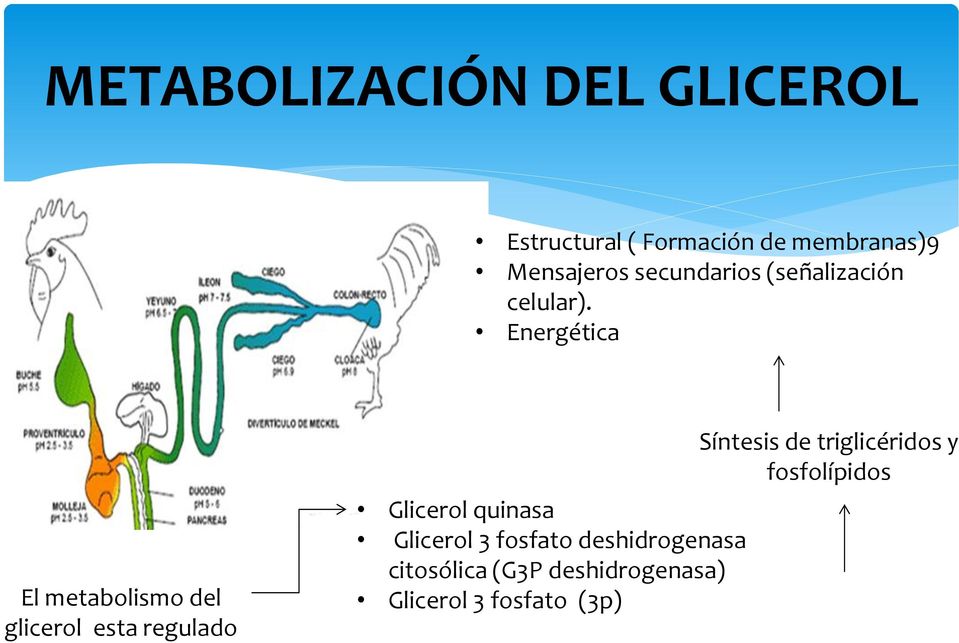 Energética El metabolismo del glicerol esta regulado Glicerol quinasa Glicerol