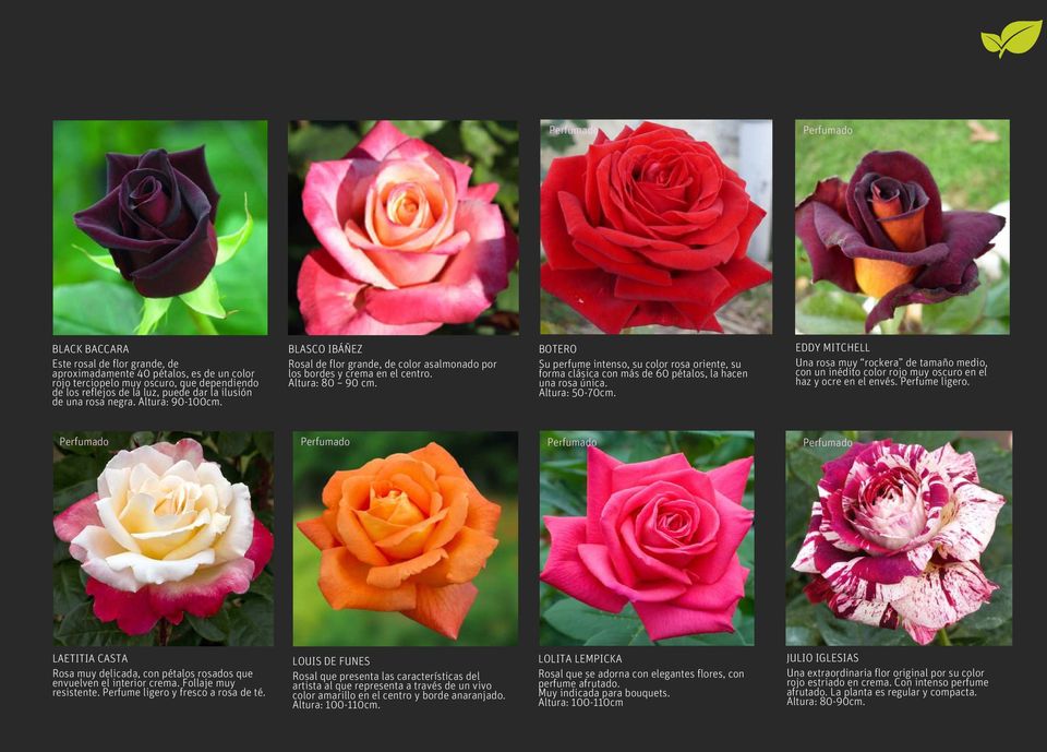 BOTERO Su perfume intenso, su color rosa oriente, su forma clásica con más de 60 pétalos, la hacen una rosa única. Altura: 50-70cm.