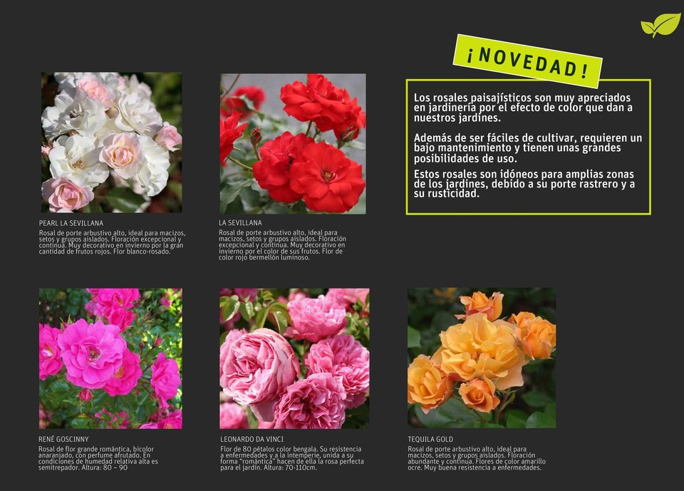 Estos rosales son idóneos para amplias zonas de los jardines, debido a su porte rastrero y a su rusticidad.