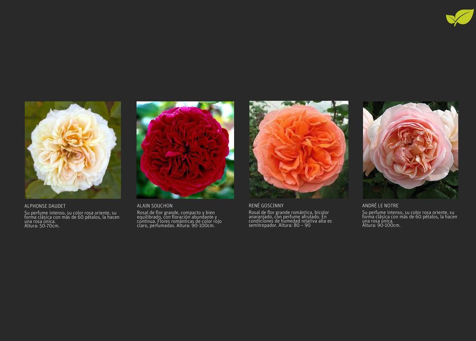 Altura: 90-100cm. RENÉ GOSCINNY Rosal de flor grande romántica, bicolor anaranjado, con perfume afrutado.