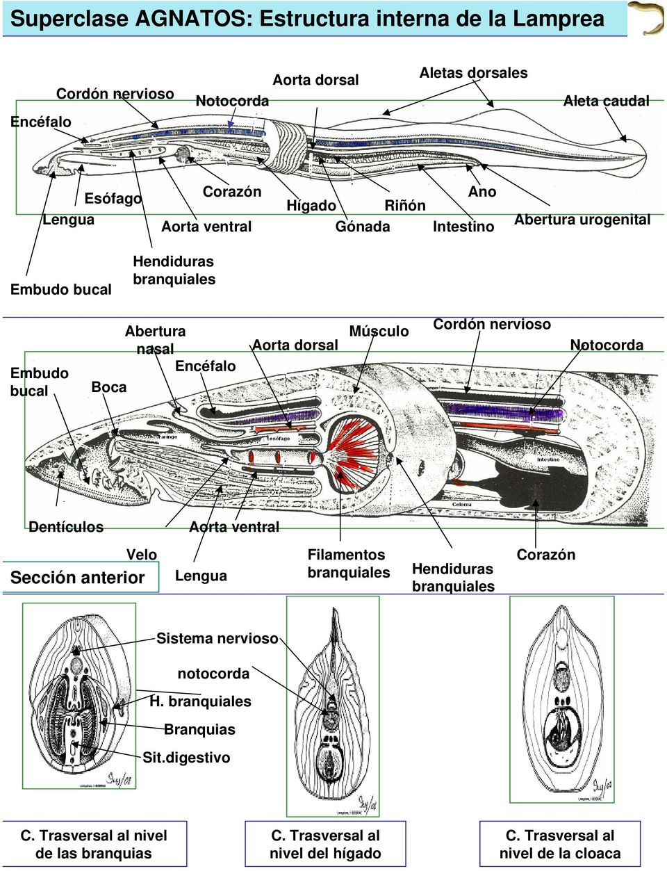 Aorta dorsal Músculo Cordón nervioso Notocorda Dentículos Aorta ventral Velo Sección anterior Lengua Filamentos Hendiduras Sistema nervioso