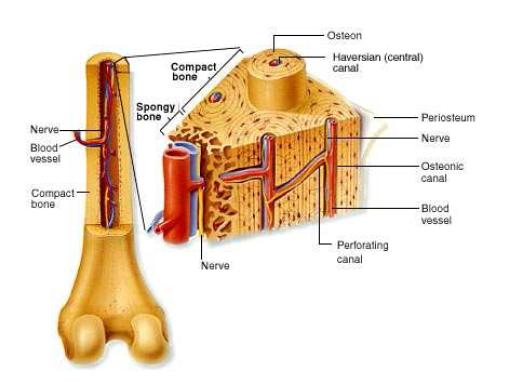 Remodelado óseo. Osteocalcina. Osteoporosis.
