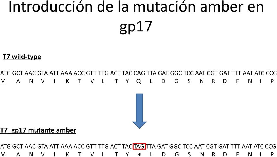 G S N R D F N I P T7_gp17 mutante amber ATG GCT AAC GTA ATT AAA ACC GTT TTG ACT TAC TAG