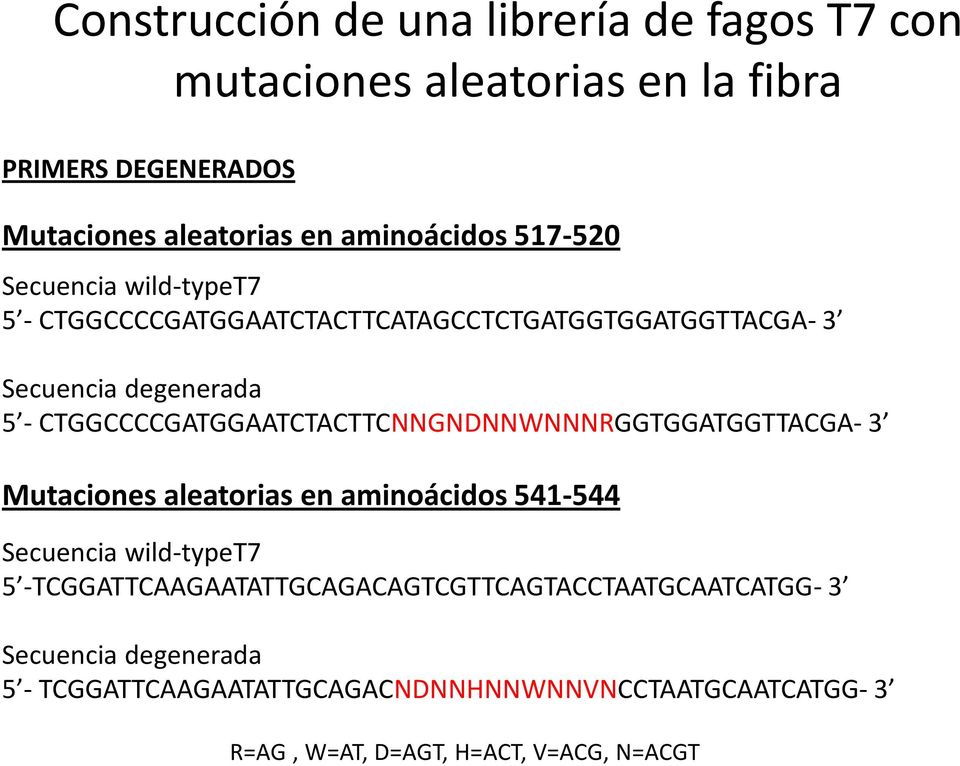 CTGGCCCCGATGGAATCTACTTCNNGNDNNWNNNRGGTGGATGGTTACGA- 3 Mutaciones aleatorias en aminoácidos 541-544 Secuencia wild-typet7 5