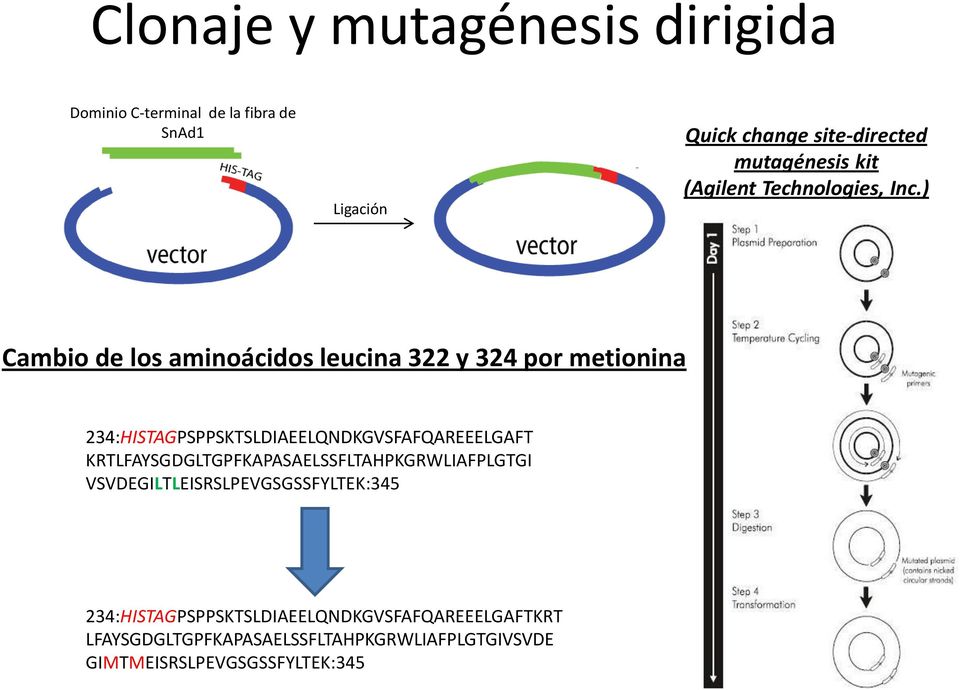 ) Cambio de los aminoácidos leucina 322 y 324 por metionina 234:HISTAGPSPPSKTSLDIAEELQNDKGVSFAFQAREEELGAFT