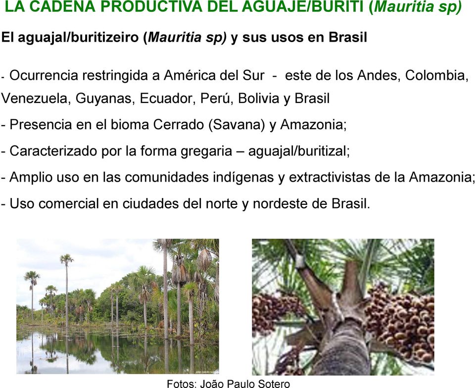 y Amazonia; - Caracterizado por la forma gregaria aguajal/buritizal; - Amplio uso en las comunidades indígenas y