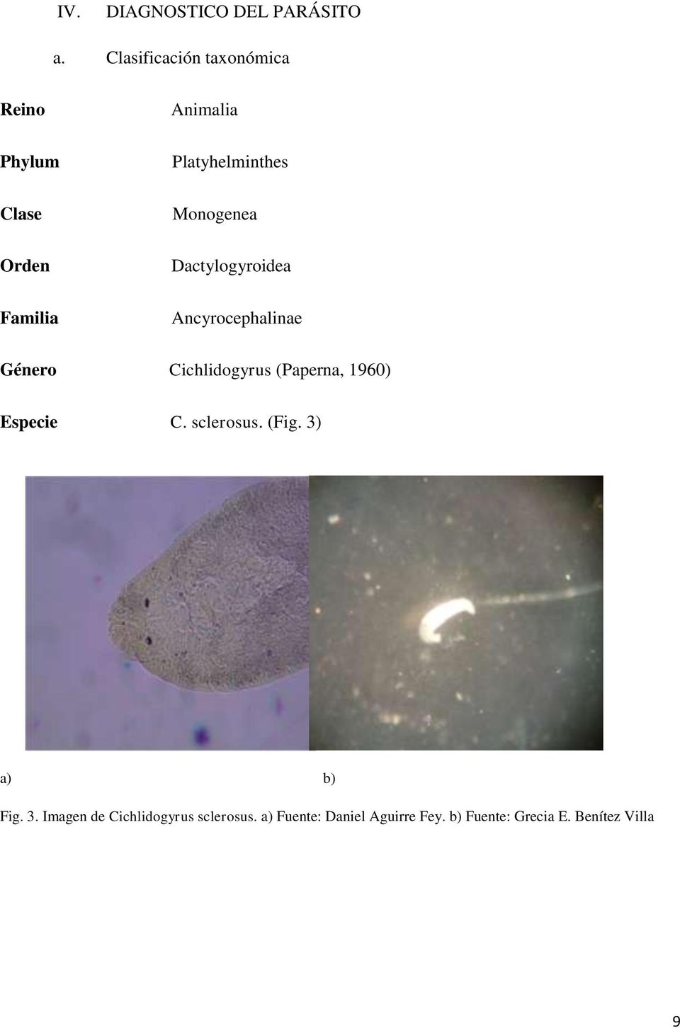 Monogenea Dactylogyroidea Ancyrocephalinae Género Cichlidogyrus (Paperna, 1960)