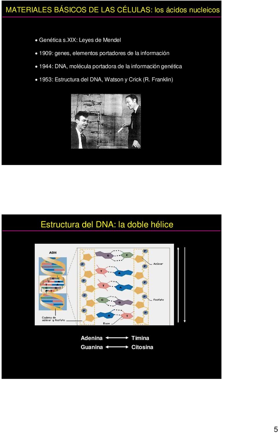 DNA, molécula portadora de la información genética 1953: Estructura del DNA,
