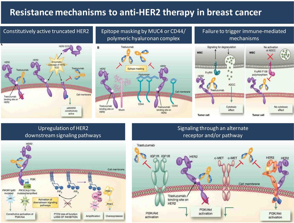 complex Failure to trigger immune-mediated mechanisms Upregulation of HER2