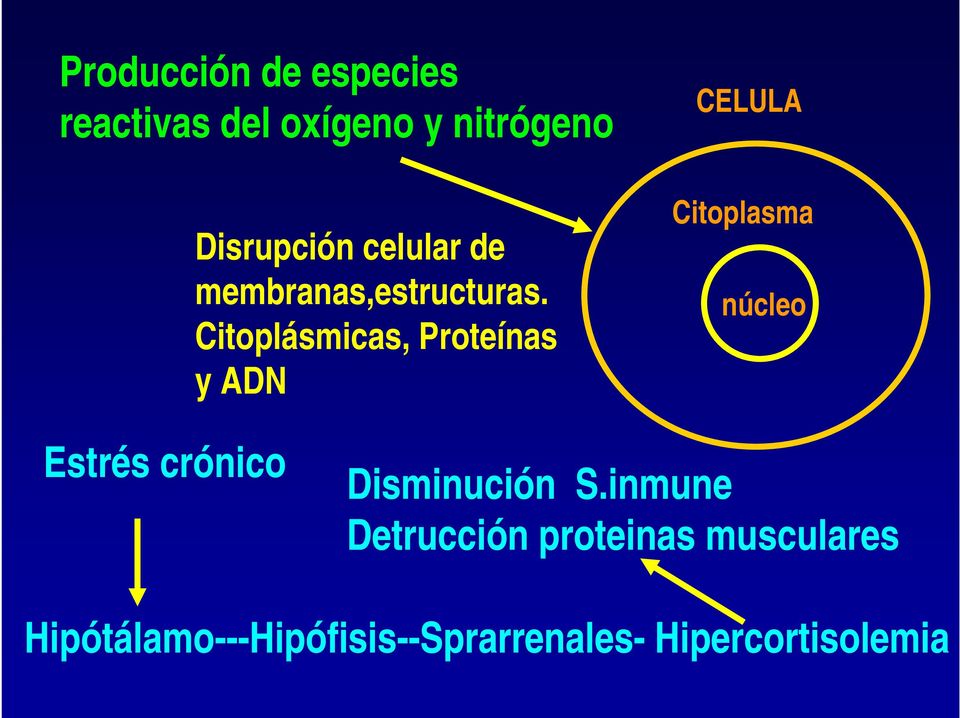 Citoplásmicas, Proteínas y ADN CELULA Citoplasma núcleo Estrés crónico