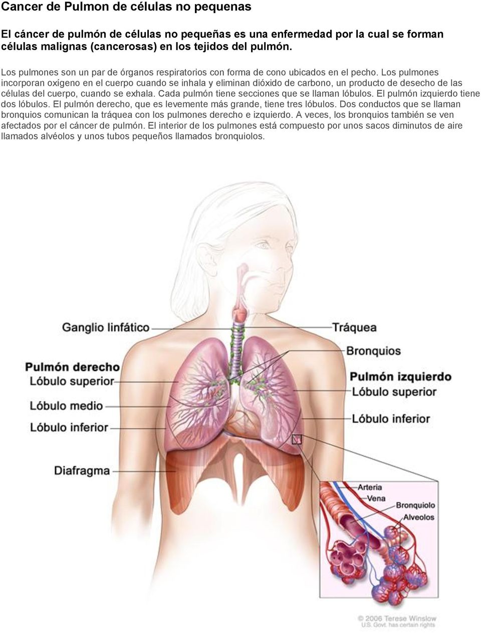 Los pulmones incorporan oxígeno en el cuerpo cuando se inhala y eliminan dióxido de carbono, un producto de desecho de las células del cuerpo, cuando se exhala.