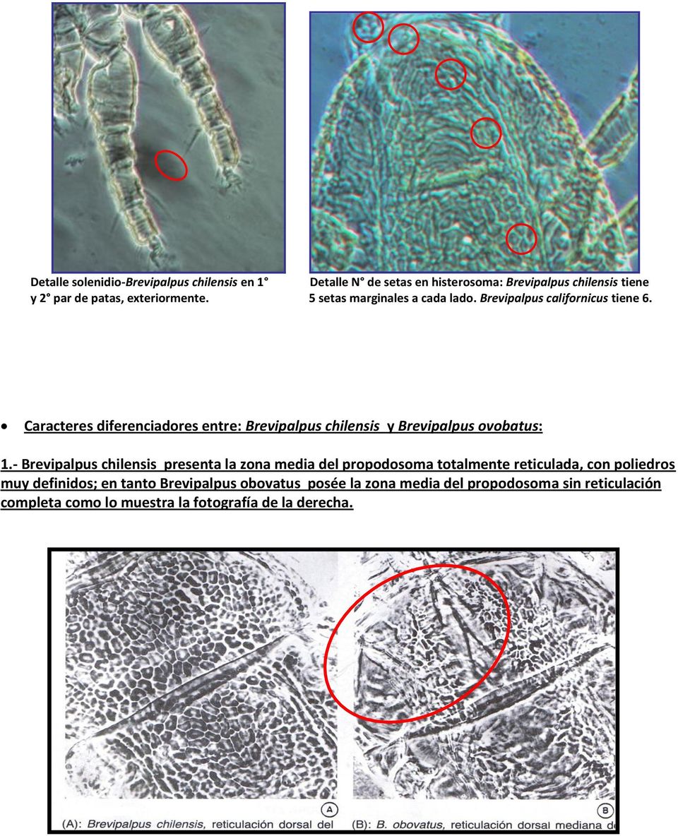 Caracteres diferenciadores entre: Brevipalpus chilensis y Brevipalpus ovobatus: 1.