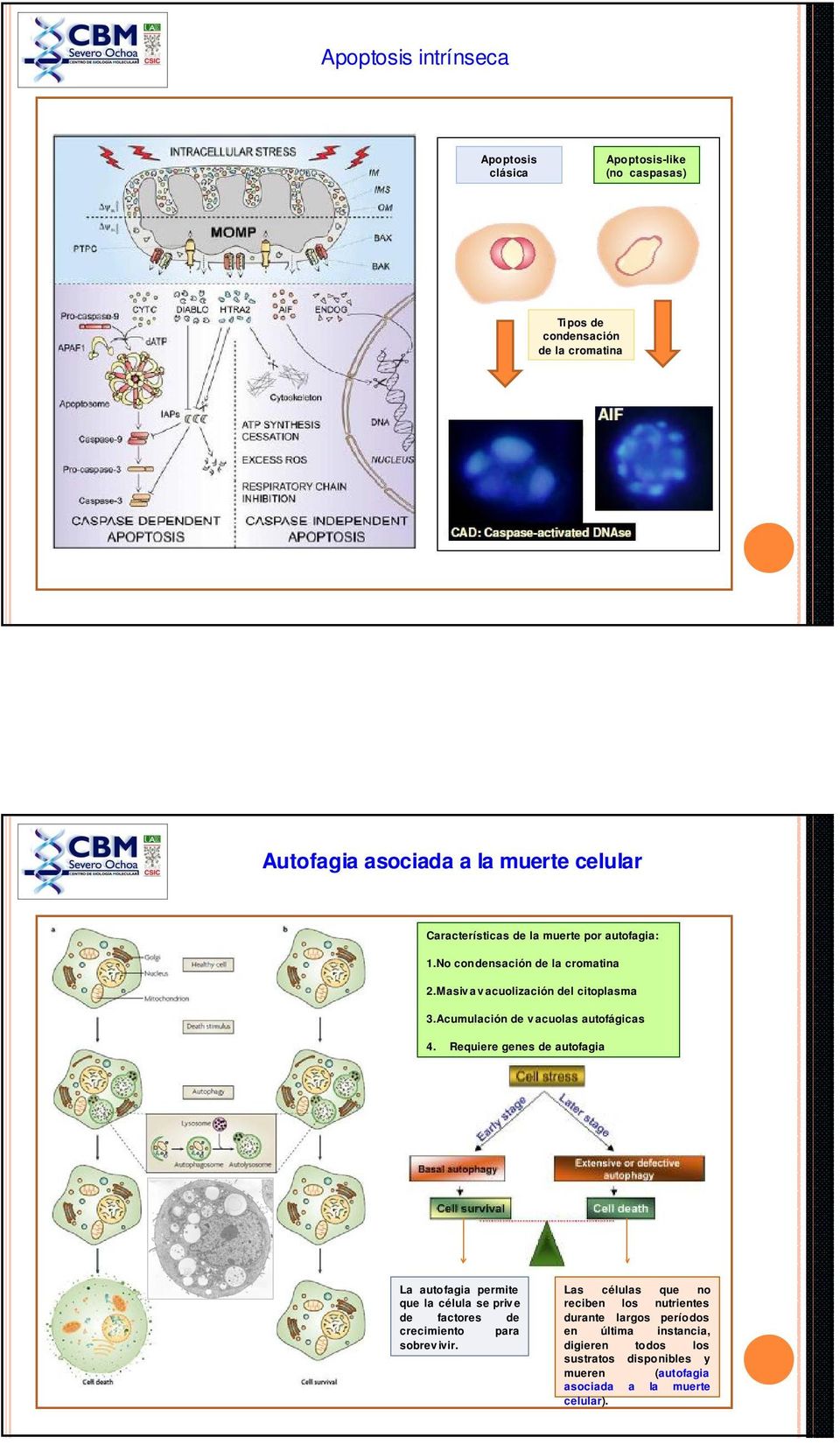 Acumulación de vacuolas autofágicas Autofagia : Proceso en el que las células generan energía y metabolitos por digestión de sus propios orgánulos y macromoléculas. 4.