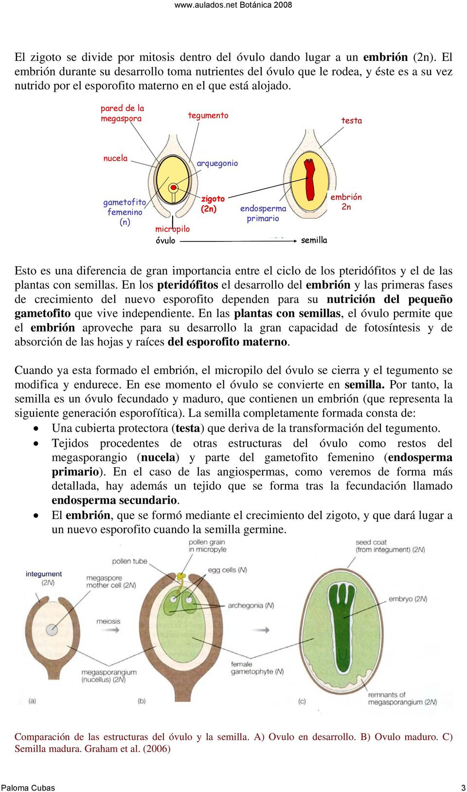 testa óvulo zigoto (2n) endosperma primario embrión 2n semilla Esto es una diferencia de gran importancia entre el ciclo de los pteridófitos y el de las plantas con semillas.