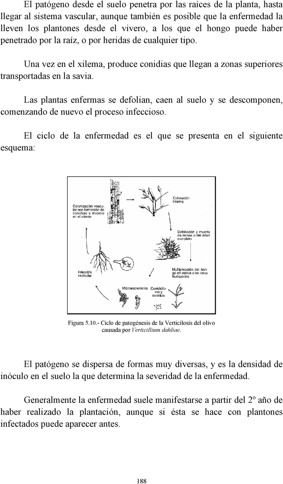 Las plantas enfermas se defolian, caen al suelo y se descomponen, comenzando de nuevo el proceso infeccioso. El ciclo de la enfermedad es el que se presenta en el siguiente esquema: Figura 5.10.