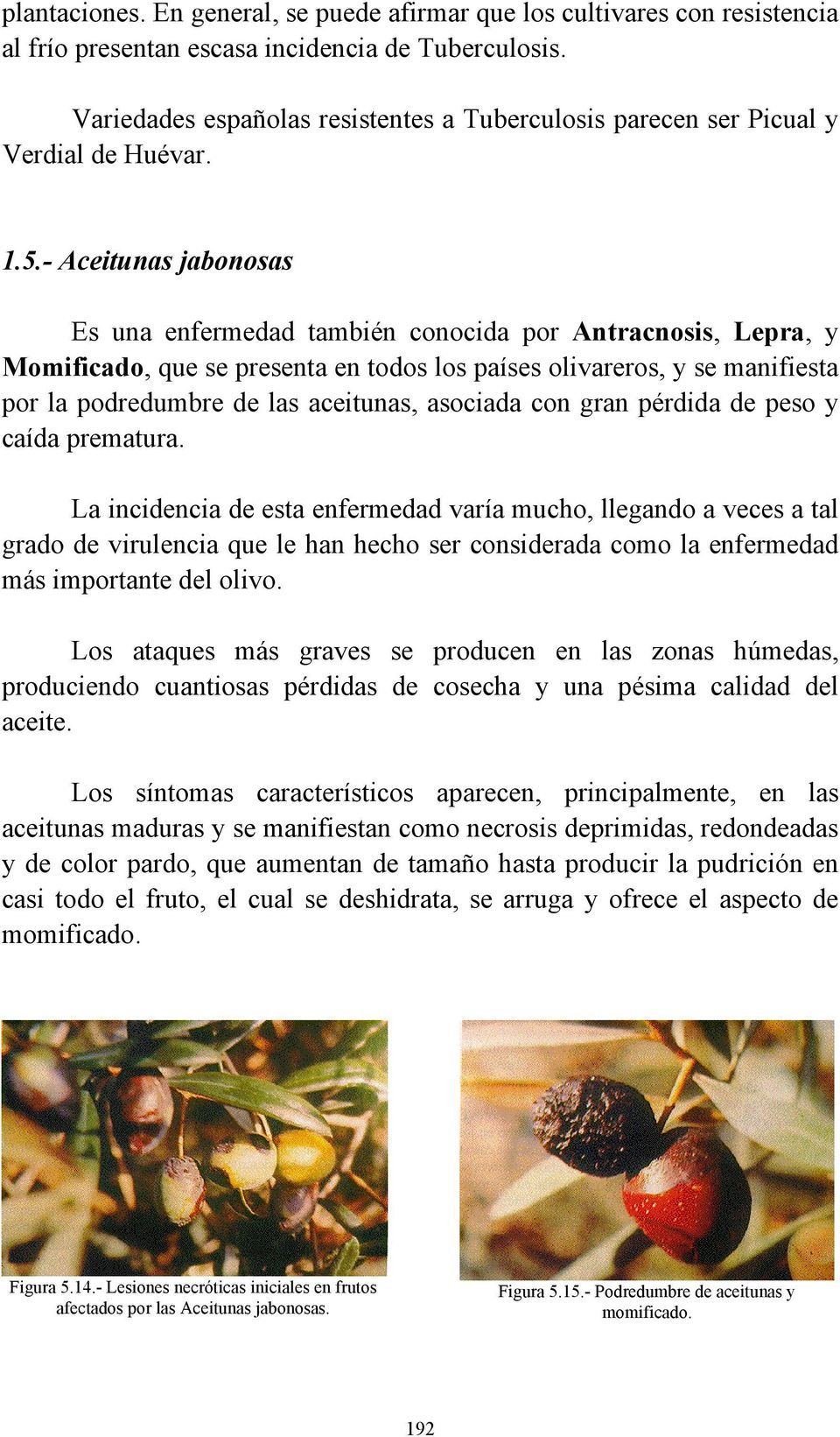 - Aceitunas jabonosas Es una enfermedad también conocida por Antracnosis, Lepra, y Momificado, que se presenta en todos los países olivareros, y se manifiesta por la podredumbre de las aceitunas,