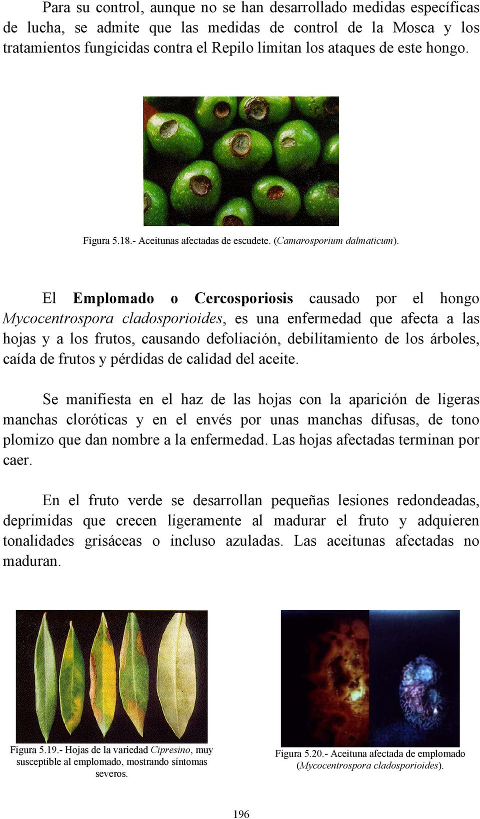 El Emplomado o Cercosporiosis causado por el hongo Mycocentrospora cladosporioides, es una enfermedad que afecta a las hojas y a los frutos, causando defoliación, debilitamiento de los árboles, caída