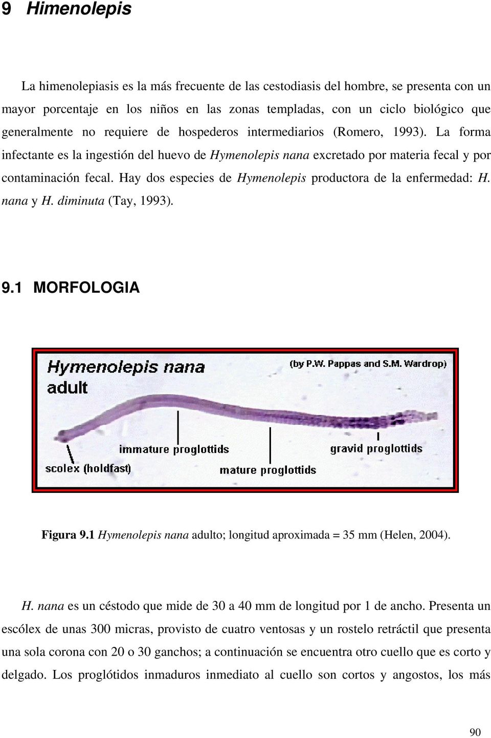 Hay dos especies de Hymenolepis productora de la enfermedad: H. nana y H. diminuta (Tay, 1993). 9.1 MORFOLOGIA Figura 9.1 Hymenolepis nana adulto; longitud aproximada = 35 mm (Helen, 2004). H. nana es un céstodo que mide de 30 a 40 mm de longitud por 1 de ancho.