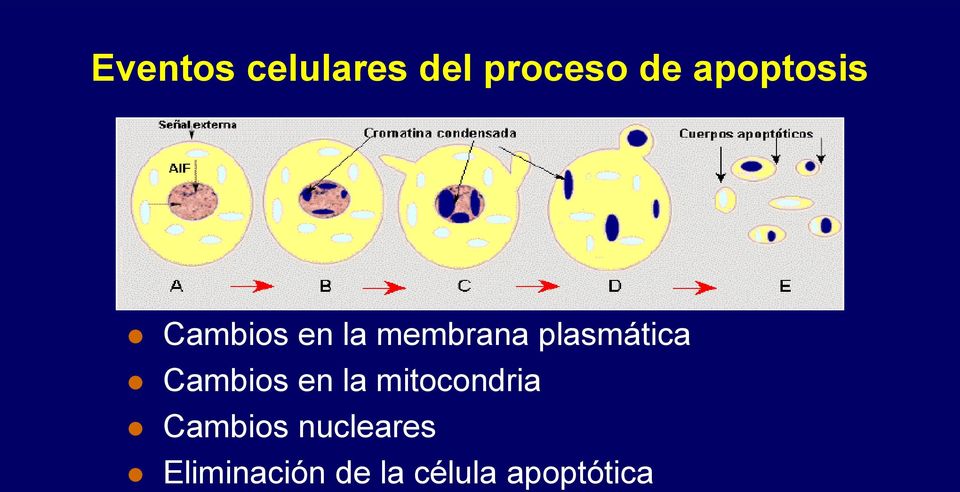 plasmática Cambios en la mitocondria