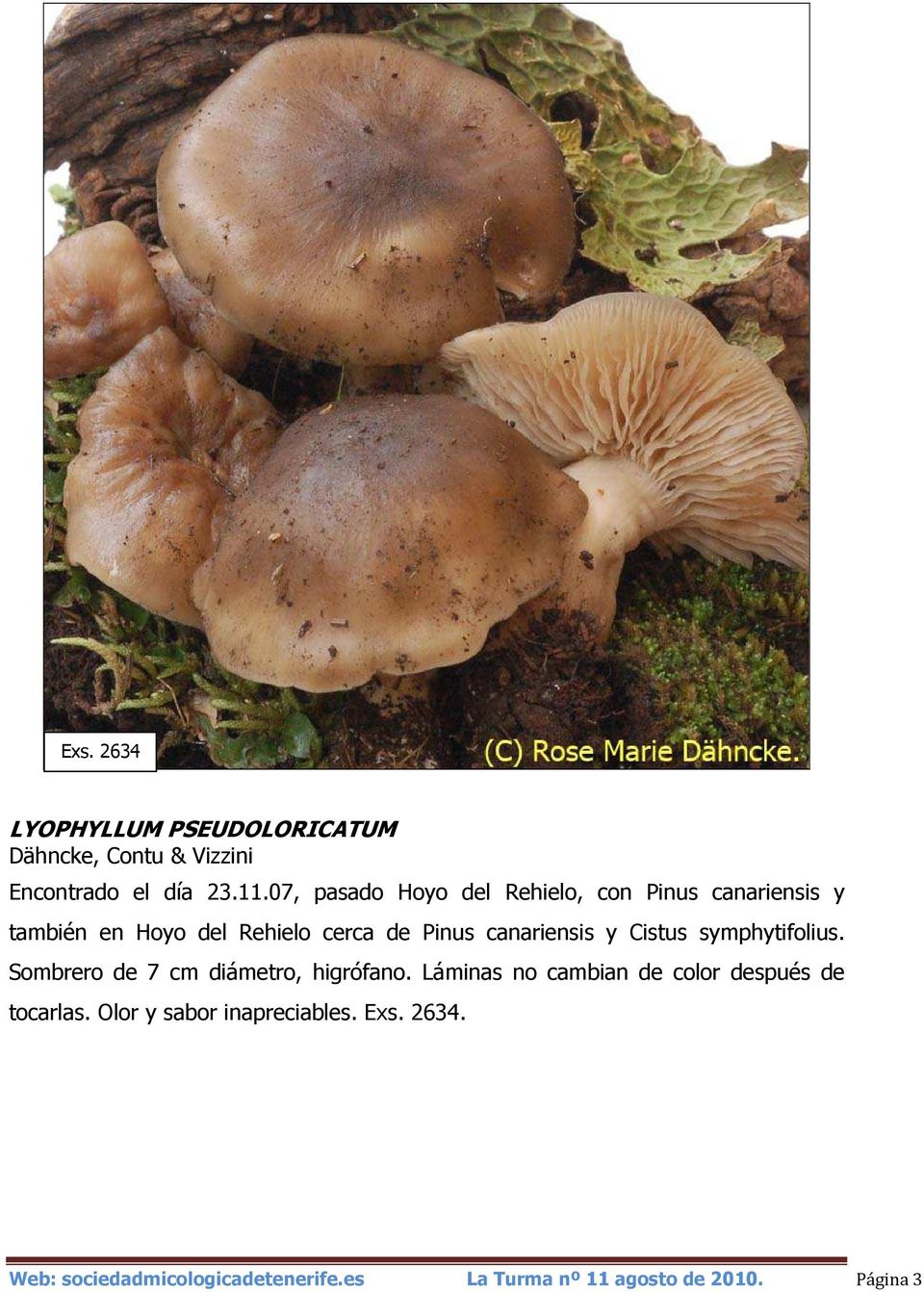 canariensis y Cistus symphytifolius. Sombrero de 7 cm diámetro, higrófano.