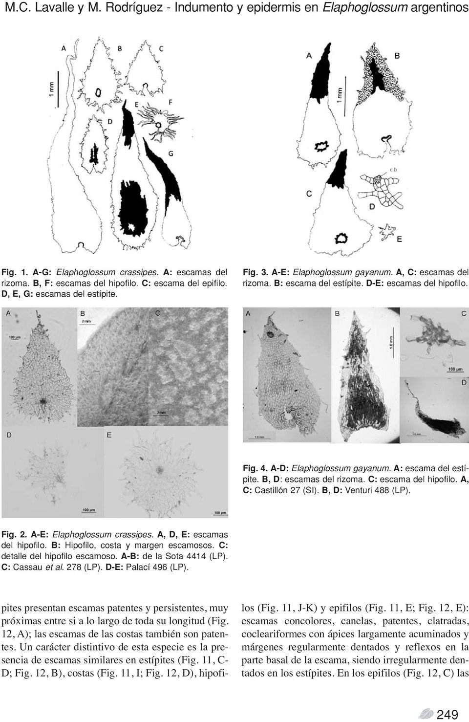 A: escama del estípite. B, D: escamas del rizoma. C: escama del hipofilo. A, C: Castillón 27 (SI). B, D: Venturi 488 (LP). Fig. 2. A-E: Elaphoglossum crassipes. A, D, E: escamas del hipofilo.
