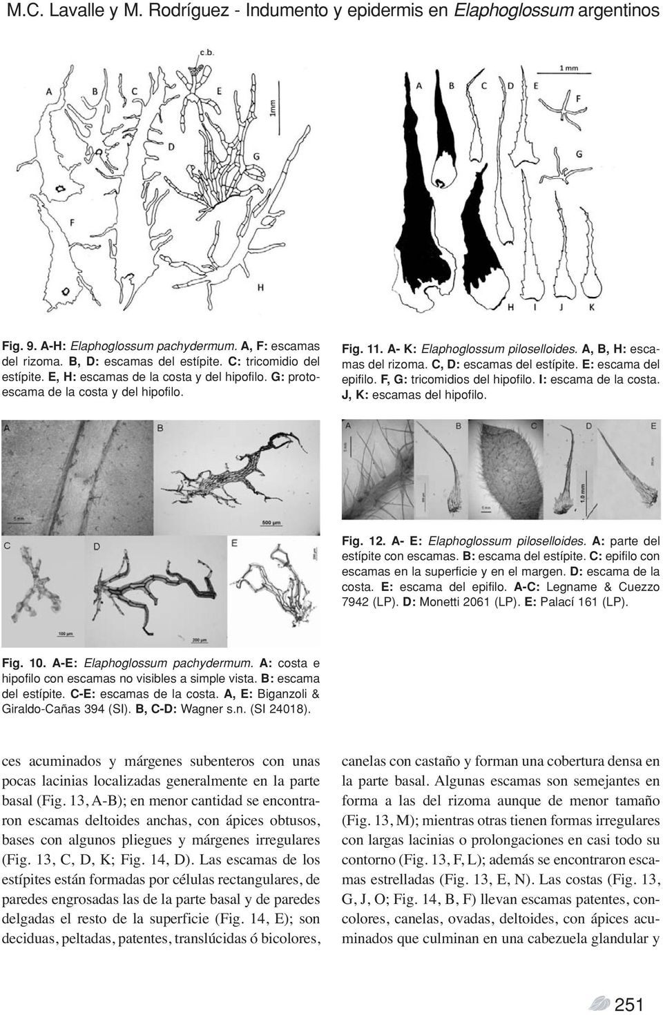 C, D: escamas del estípite. E: escama del epifilo. F, G: tricomidios del hipofilo. I: escama de la costa. J, K: escamas del hipofilo. Fig. 12. A- E: Elaphoglossum piloselloides.