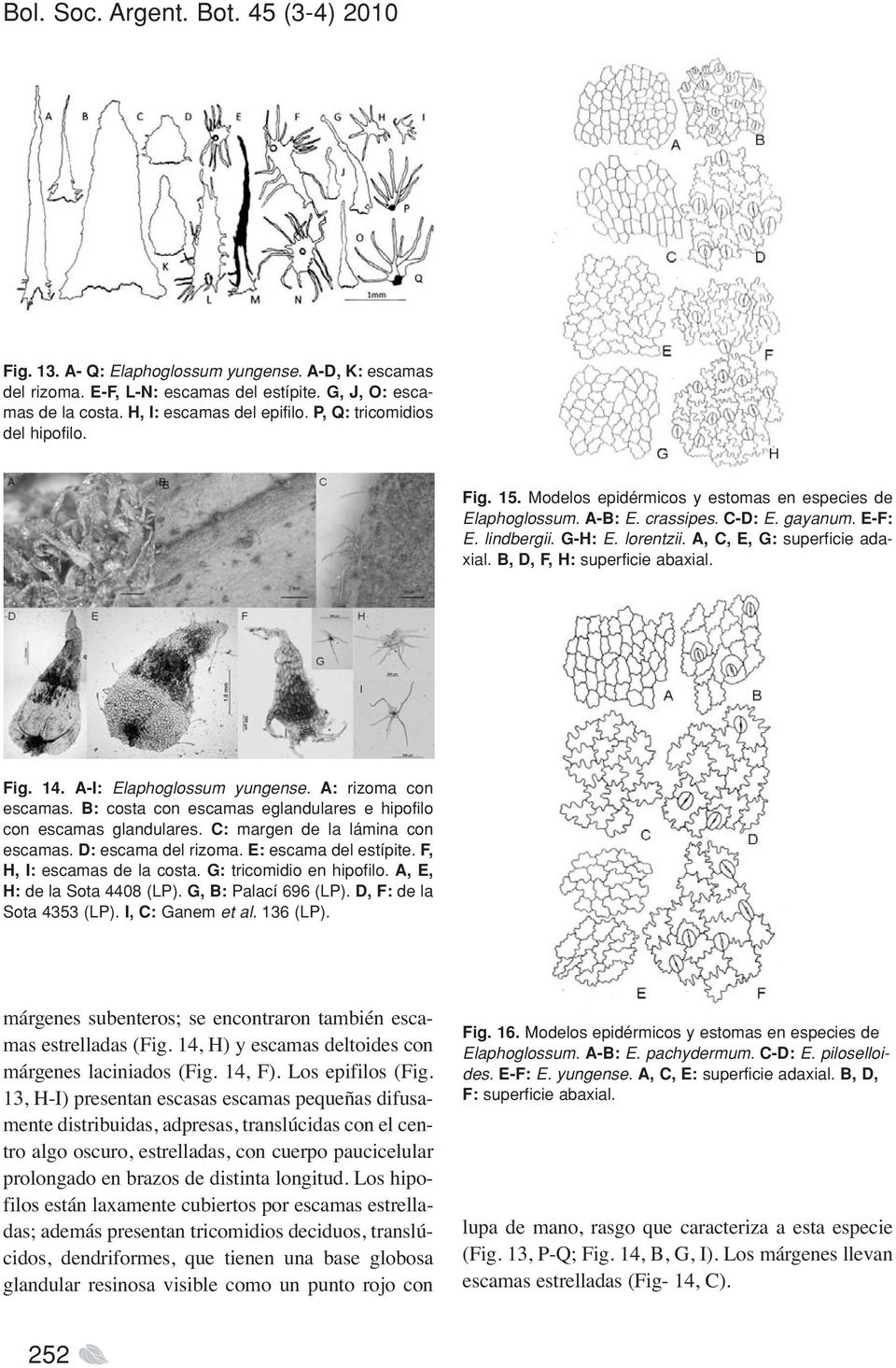 A, C, E, G: superficie adaxial. B, D, F, H: superficie abaxial. Fig. 14. A-I: Elaphoglossum yungense. A: rizoma con escamas. B: costa con escamas eglandulares e hipofilo con escamas glandulares.