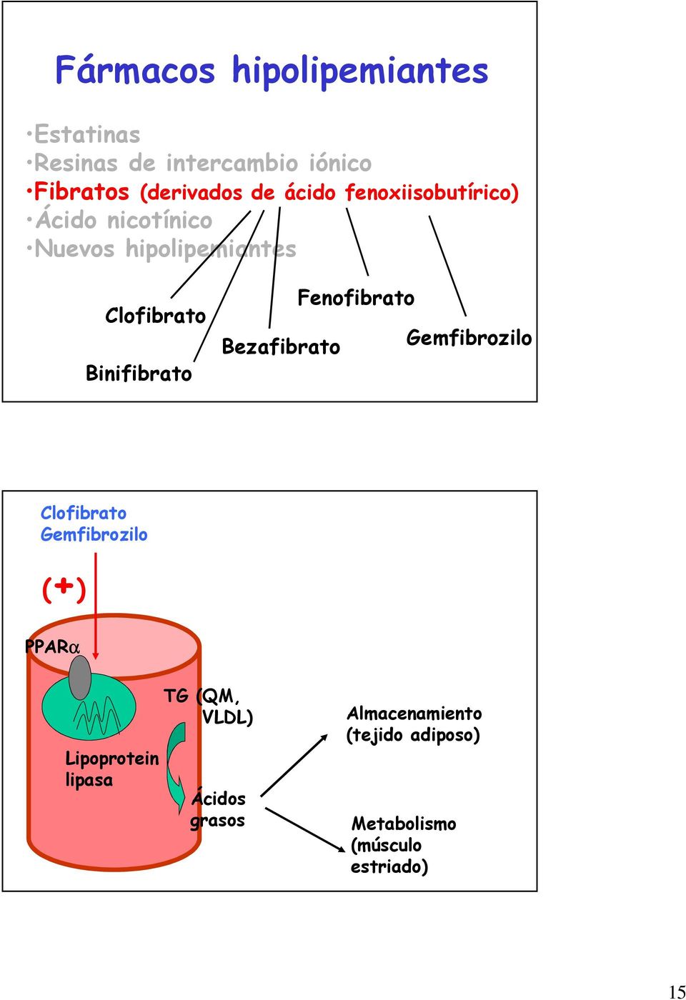 Bezafibrato Fenofibrato Gemfibrozilo Clofibrato Gemfibrozilo (+) PPARα Lipoprotein lipasa