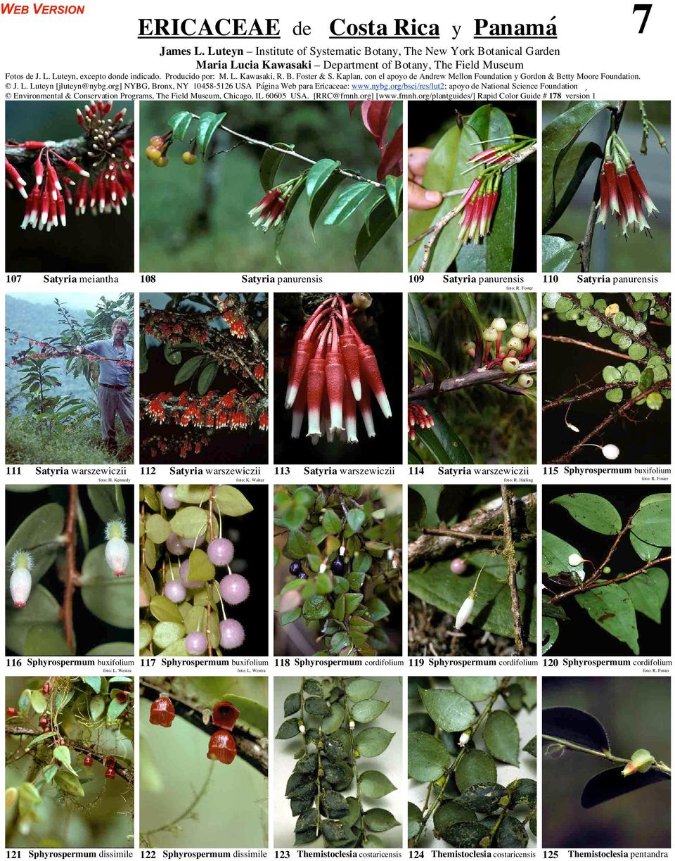 org] NYBG, Bronx, NY 10458-5126 USA Página Web para Ericaceae: www.nybg.