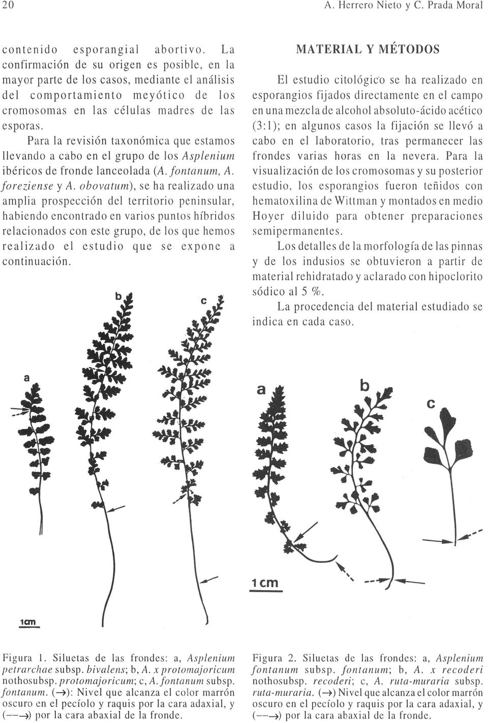 Para la revisión taxonómica que estamos llevando a cabo en el grupo de los Aspleniutn ibéricos de fronde lanceolada (A. fontanum, A. foreziense y A.