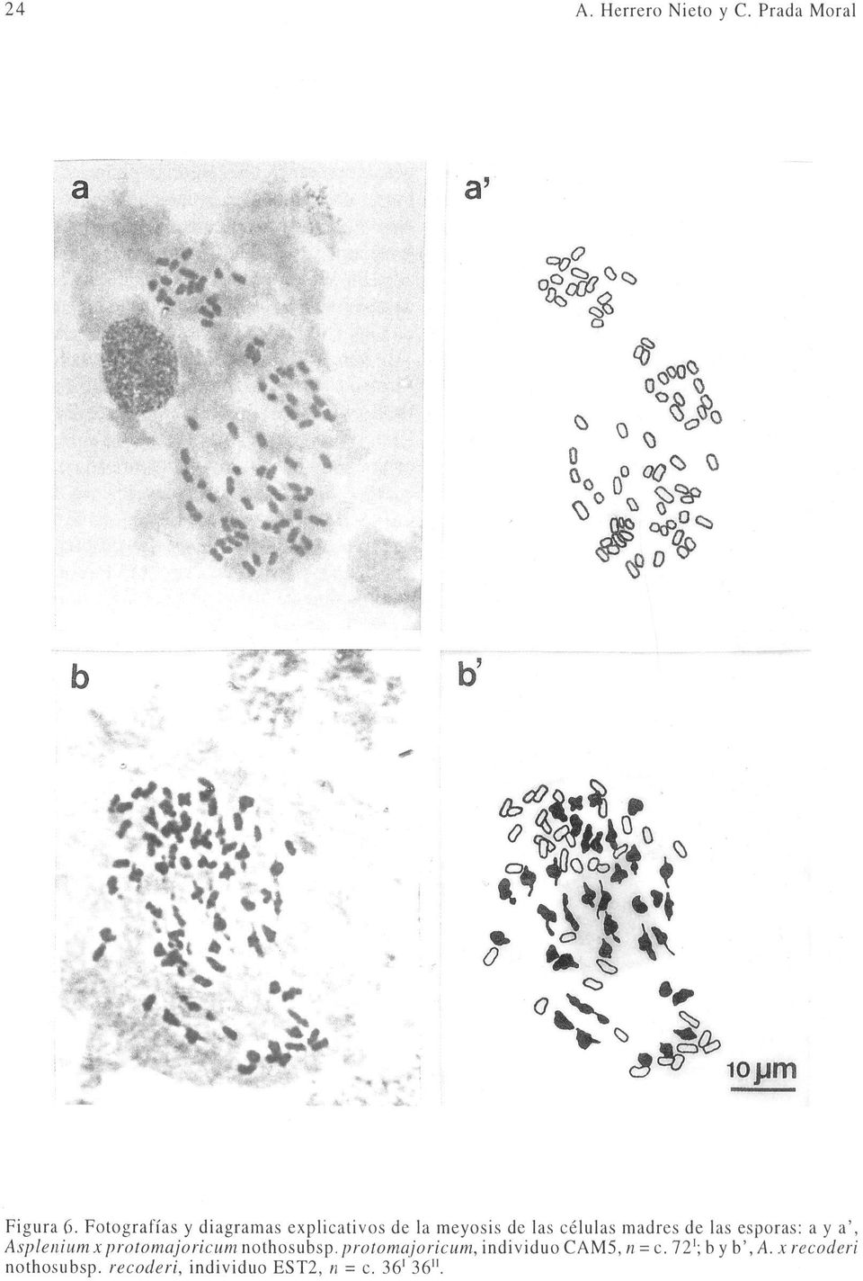 Fotografías y diagramas explicativos de la meyosis de las células madres de las esporas: a