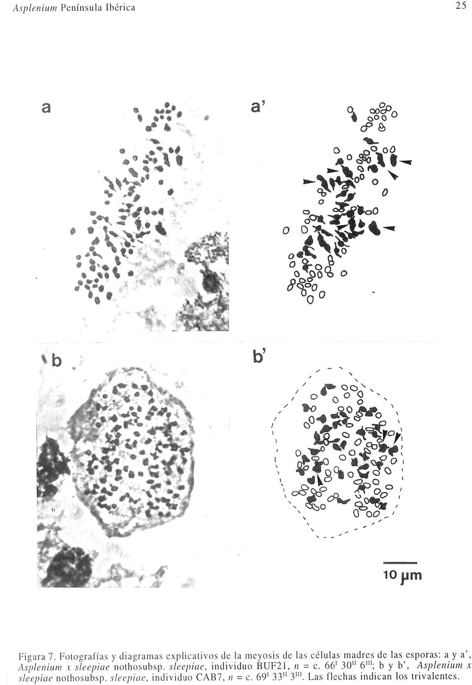Fotografías y diagramas explicativos de la meyosis de las células madres de las esporas: a y a', Asplenium x sleepiae nothosubsp.